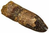 Fossil Sauropod Dinosaur (Titanosaur) Tooth - Morocco #293691-1